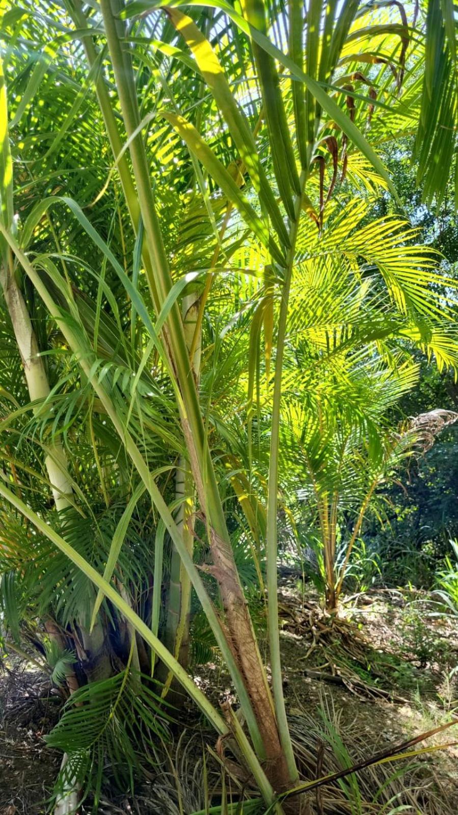 Villa L'Eden Caraibe à Pigeon Extérieur photo